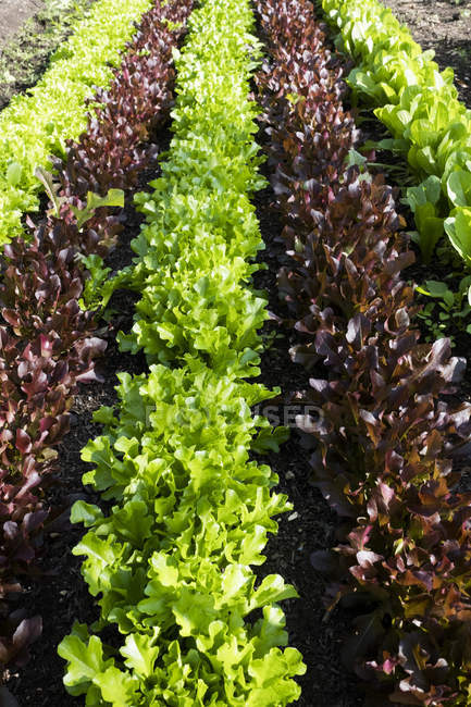 High angle close-up of rows of different varieties of green and red lettuce. — Stock Photo