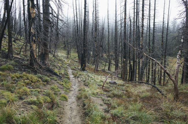 Pazifischen Kammweg Feuer beschädigt subalpinen Wald, Mount Adams Wildnis, Gifford Pinchot National Forest, Washington, Vereinigte Staaten — Stockfoto