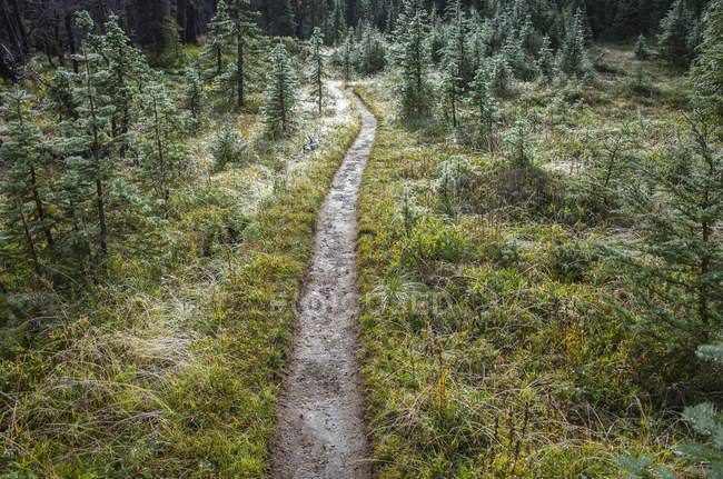 Schlammiger pazifischer Kamm-Trail nach Sturm in saftigen subalpinen Wiesen, Mount Adams Wildnis, Washington, USA — Stockfoto