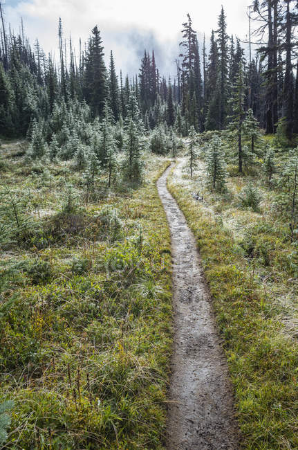 Muddy Pacific Crest Trail after storm in lush subalpine meadow, Mount Adams Wilderness, Washington, USA — Stock Photo
