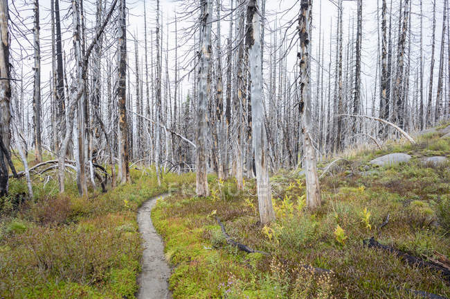 Pacific Crest Trail incendio danneggiato foresta subalpina, Mount Adams Wilderness, Gifford Pinchot National Forest, Washington, Stati Uniti — Foto stock