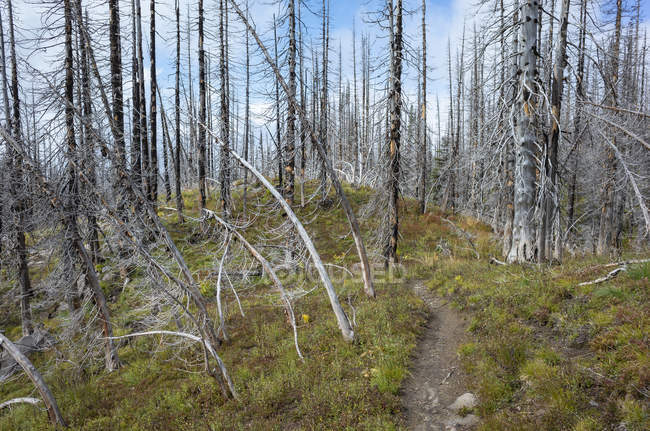 Pacific Crest Trail fire damaged subalpine forest, Mount Adams Wilderness, Gifford Pinchot National Forest, Washington, EE.UU. - foto de stock