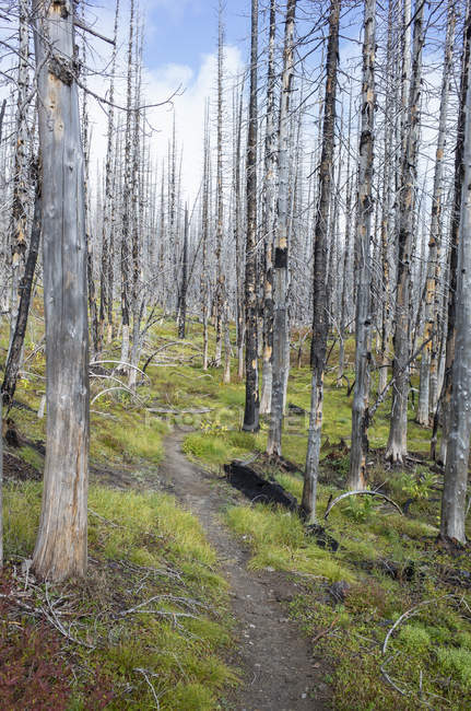 Pacific Crest Trail fire damaged subalpine forest, Mount Adams Wilderness, Gifford Pinchot National Forest, Washington, États-Unis — Photo de stock