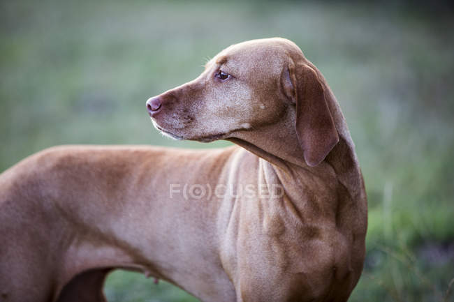 Portrait of Vizsla dog standing on meadow. — Stock Photo