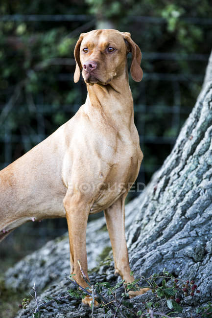 Portrait of Vizsla dog standing at base of tree. — Stock Photo