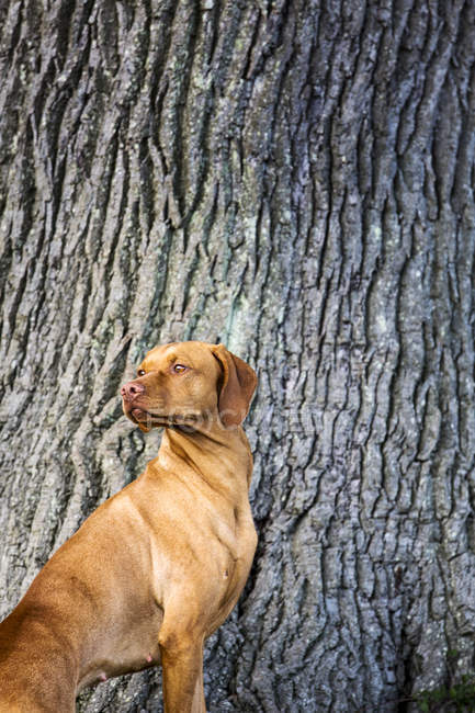Portrait of Vizsla dog standing at base of huge tree. — Stock Photo