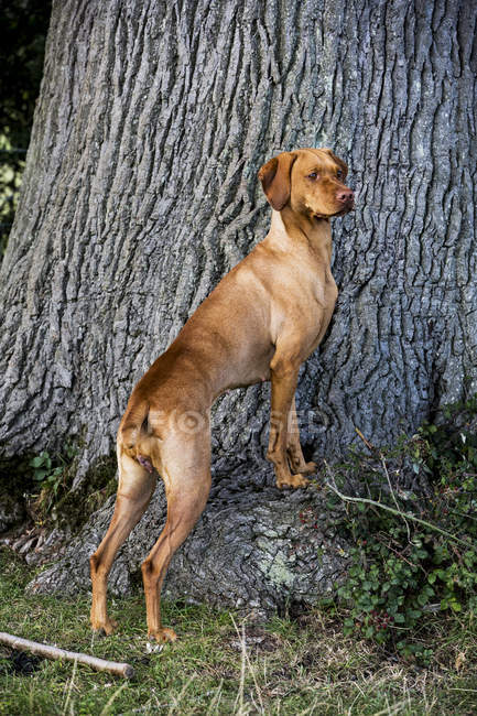 Portrait of Vizsla dog standing at base of tree. — Stock Photo