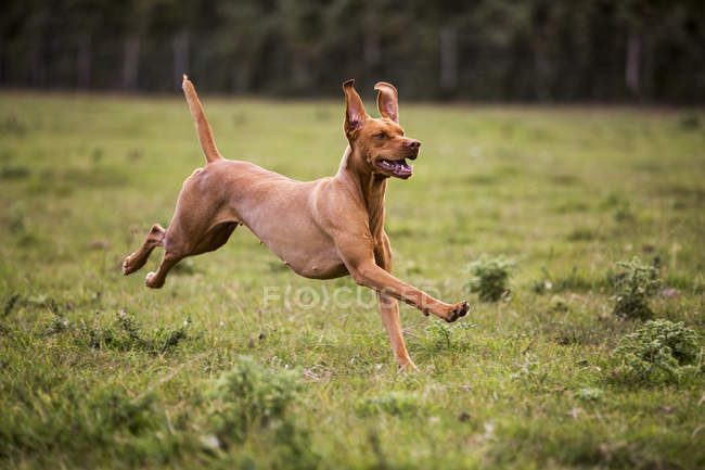 Portrait of Vizsla dog running across green meadow. — Stock Photo
