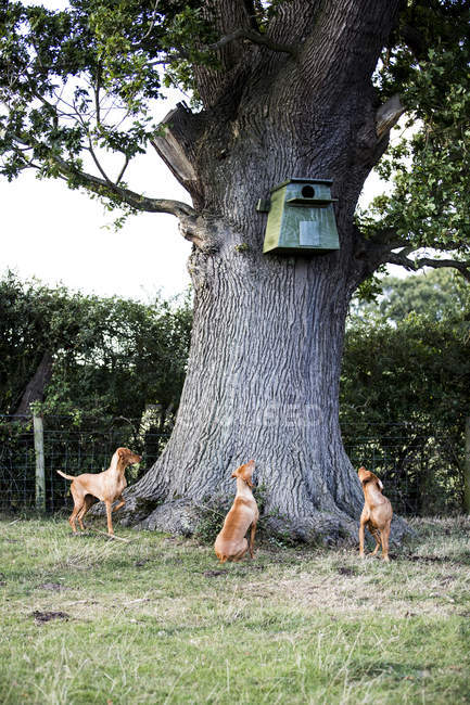 Три собаки Вісла сидять навколо дерева, дивлячись на блакитний пташиний будинок.. — стокове фото