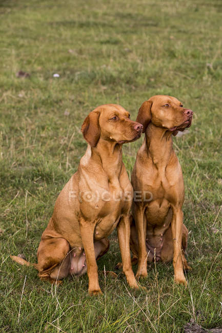 Retrato de dois cães Vizsla sentados lado a lado no prado verde . — Fotografia de Stock