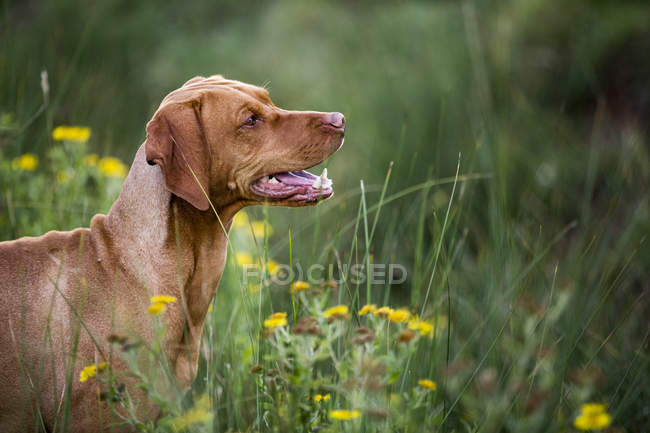 Retrato de cão Vizsla sentado no prado verde . — Fotografia de Stock