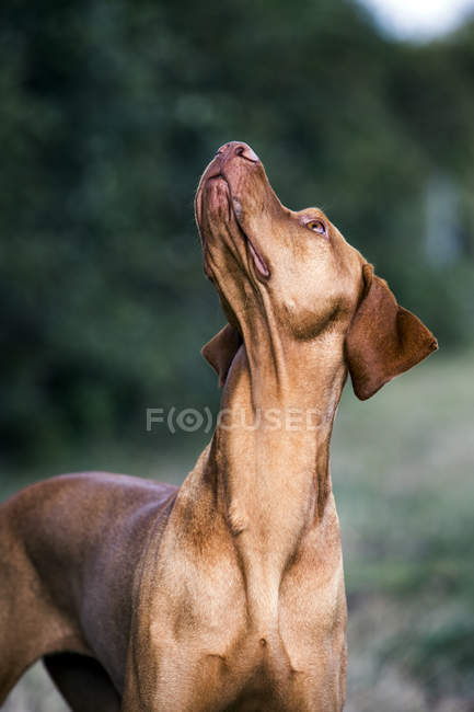 Portrait of Vizsla dog looking up outdoors. — Stock Photo