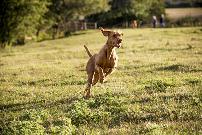 Портрет собаки, бегущей по зеленому лугу
. — стоковое фото