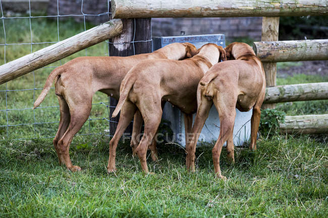 Rückansicht von drei vizsla Hunden, die aus einem Trog trinken. — Stockfoto