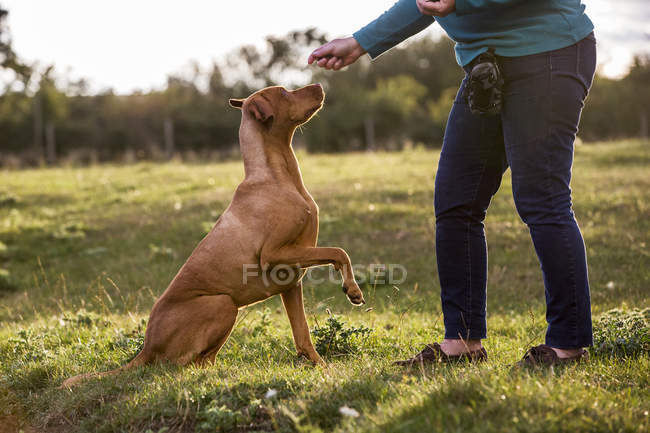 Woman training Vizsla dog with lifted paw sitting in green meadow. — Stock Photo
