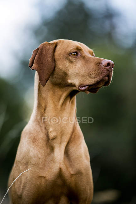 Portrait of Vizsla dog looking away outdoors. — Stock Photo
