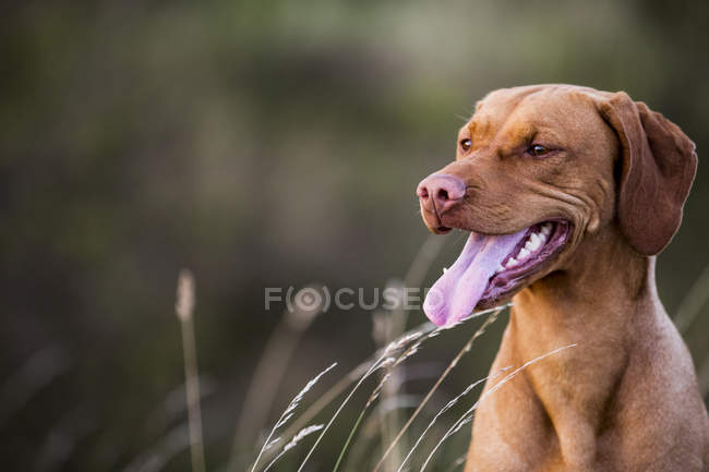 Portrait de chien Vizsla assis sur la prairie rurale . — Photo de stock