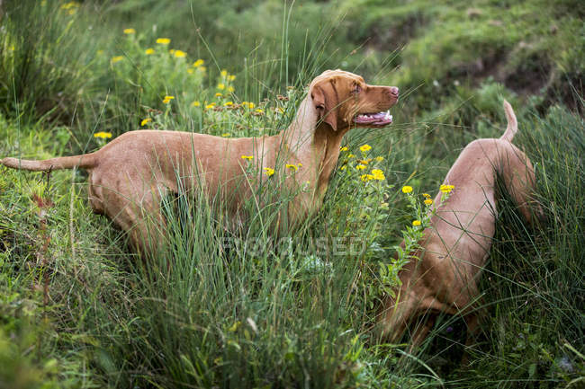 Retrato de dos perros Vizsla en pradera verde . - foto de stock
