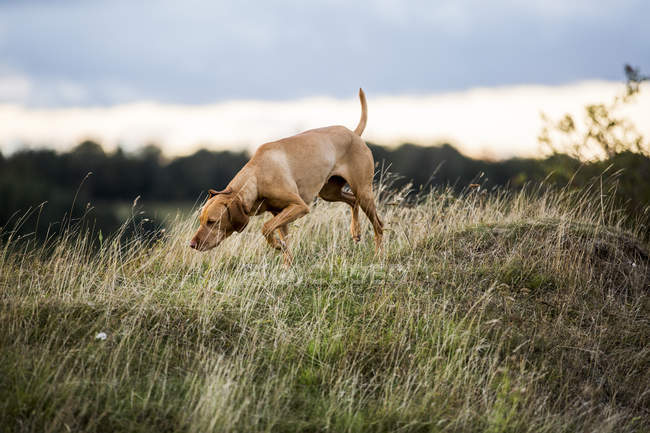 Vizsla perro paseando en prado rural, olfateando terreno . - foto de stock