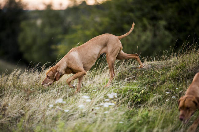 Vizsla dog walking on rural meadow, sniffing ground. — Stock Photo