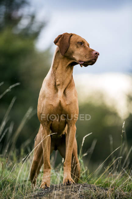 Porträt von vizsla Hund, der auf einer bäuerlichen Wiese steht. — Stockfoto