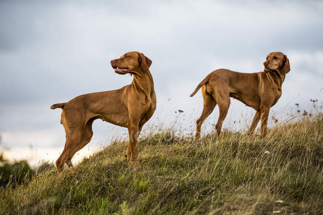 Porträt von zwei vizsla Hunden, die auf einer grünen Wiese stehen. — Stockfoto
