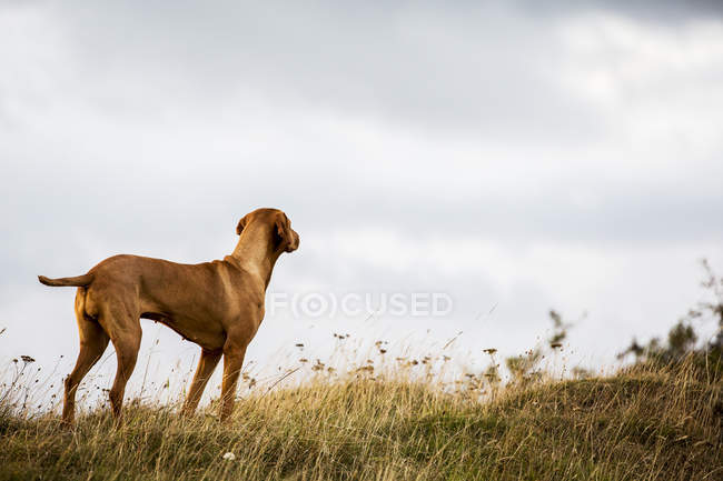 Portrait of Vizsla dog standing on rural meadow. — Stock Photo