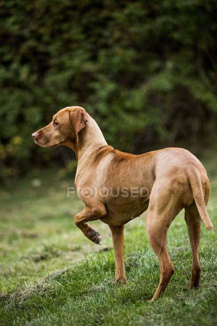 Retrato de cão Vizsla em pé no prado verde . — Fotografia de Stock