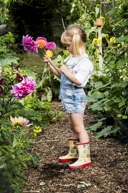 Blonde girl standing in garden, picking pink Dahlias. — Stock Photo