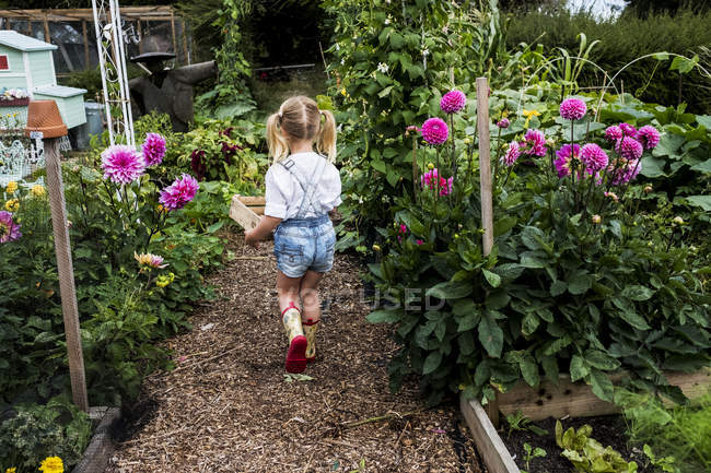 Rear view of girl walking along garden path past pink Dahlias, carrying wooden crate. — Stock Photo