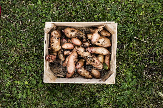 High angle close-up of wooden crate with freshly harvested potatoes on green lawn. — Stock Photo