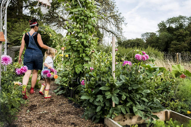 Fille et femme marchant dans le jardin, portant des paniers avec des dahlias roses . — Photo de stock