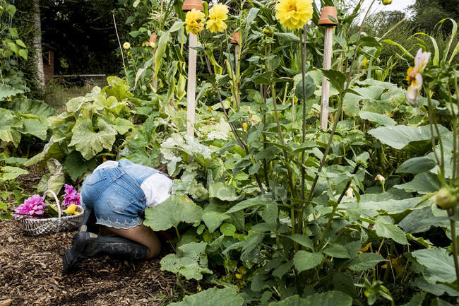 Fille agenouillée dans le jardin, cueillette de légumes frais . — Photo de stock