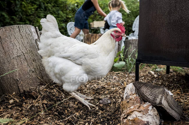 Close-up of white chicken in garden, people in background. — Stock Photo