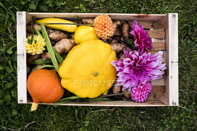 High angle close-up of wooden box with fresh vegetables and cut pink Dahlia flowers. — Stock Photo