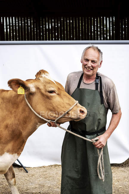 Ritratto di agricoltore maschio che indossa grembiule verde sorridente in camera mentre tiene la mucca Guernsey
. — Foto stock