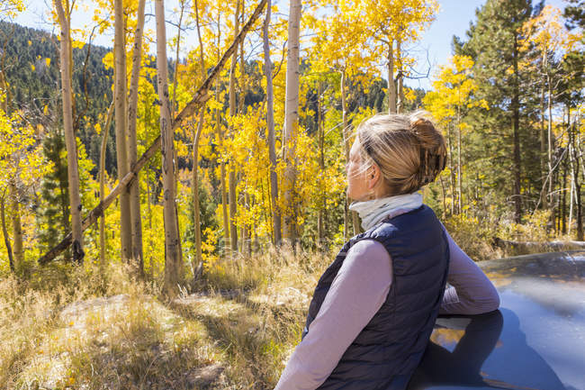 Rubia excursionista femenina mirando alrededor de los árboles de álamo de otoño con hojas de color amarillo brillante . - foto de stock