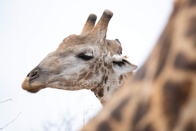 Testa di giraffa che distoglie lo sguardo in Africa . — Foto stock