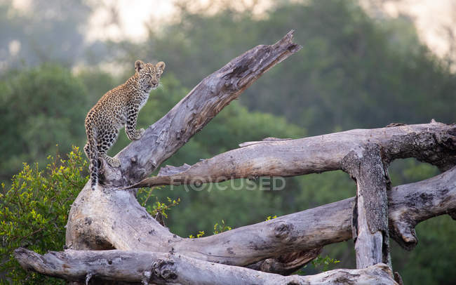 Cachorro de leopardo parado sobre un árbol muerto . - foto de stock