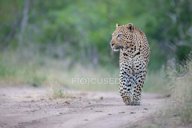 Leopardo macho andando para baixo pista arenosa . — Fotografia de Stock