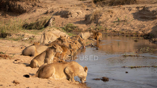 Pride of lions crouching down together and drinking from waterhole in Africa. — Stock Photo