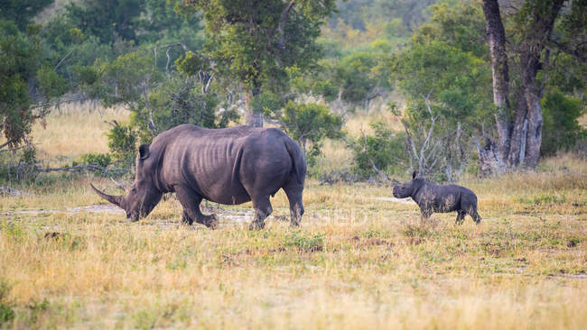 Rinoceronte bianco femmina seguita da vitello in Africa
. — Foto stock