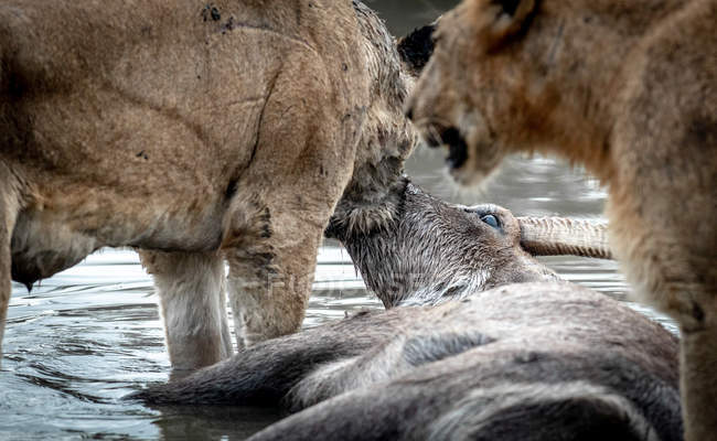 Toter Wasserbock im Wasser und zwei Löwen fressen Kadaver in Afrika. — Stockfoto