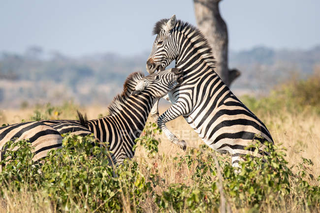 Zwei zebras spielen zusammen und stehen auf hinterbeinen in afrika. — Stockfoto
