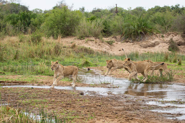 Quattro leonesse che saltano sopra l'acqua corrente in riserva, Africa
. — Foto stock
