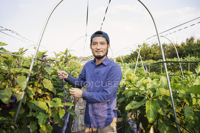 Homme japonais souriant portant une casquette debout dans un champ de légumes, regardant à la caméra . — Photo de stock