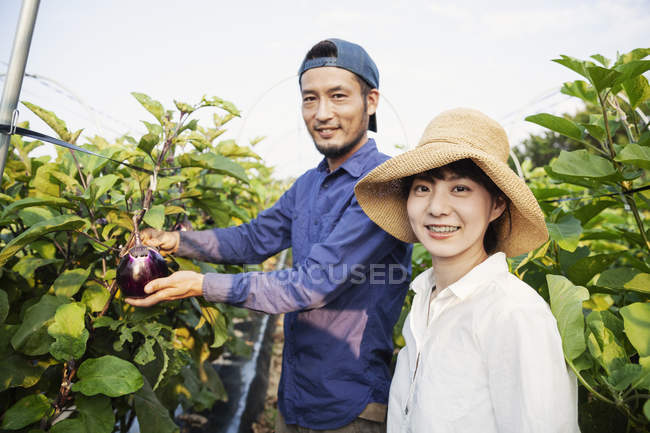 Japanese man wearing cap and woman wearing hat standing in vegetable field, picking fresh aubergines. — Stock Photo