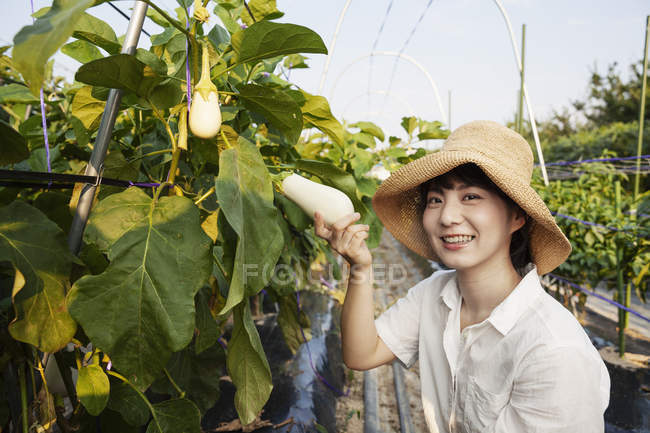 Femme japonaise portant un chapeau debout dans un champ de légumes, cueillant des aubergines fraîches, souriant à la caméra . — Photo de stock
