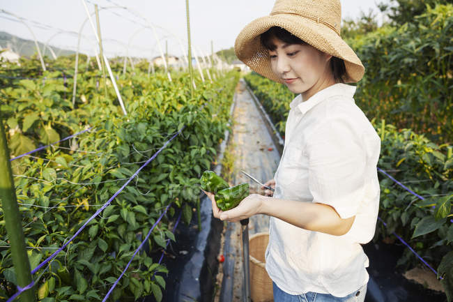 Japanerin mit Hut steht auf Gemüsefeld und pflückt frische Paprika. — Stockfoto