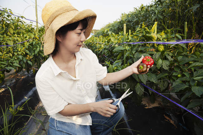 Japanerin mit Hut steht auf Gemüsefeld und pflückt frische Paprika. — Stockfoto